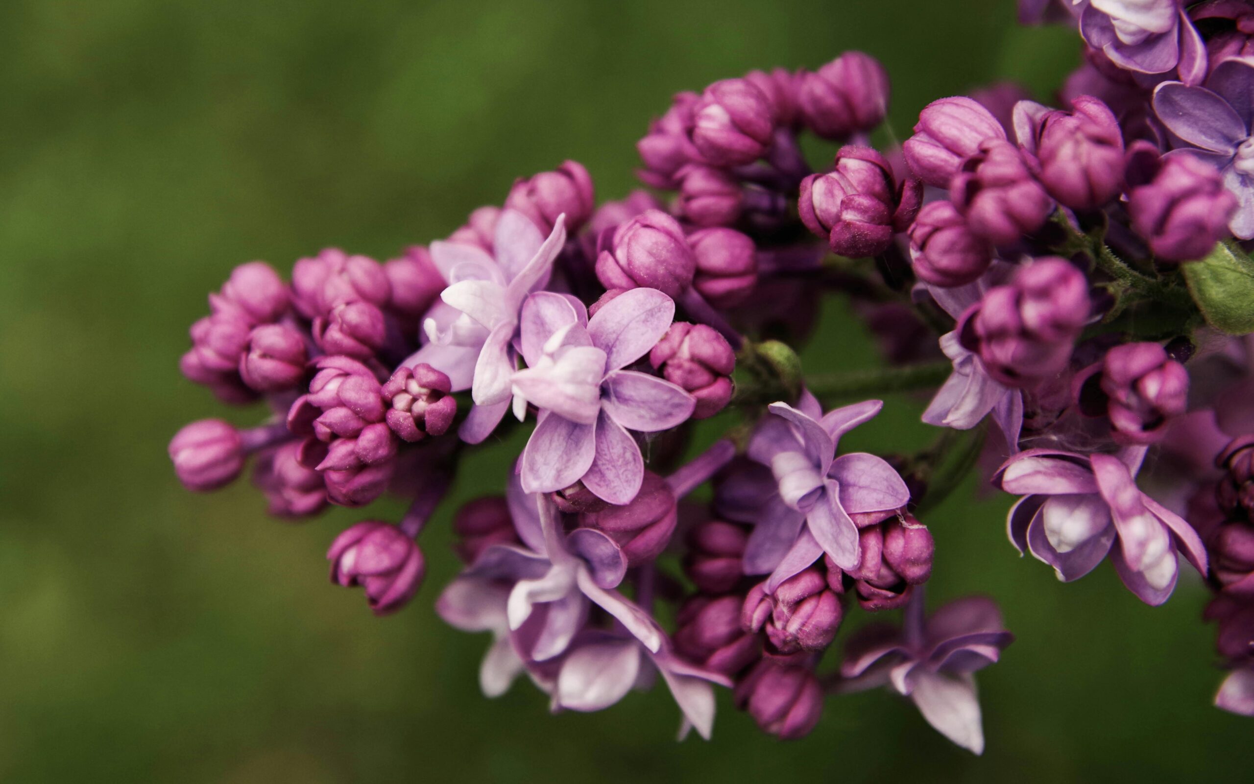 Allergies, diagnosis and prevention.